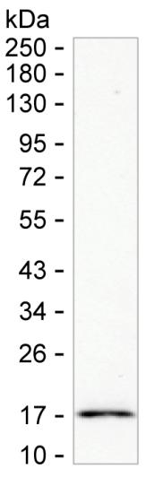 BCL2L15